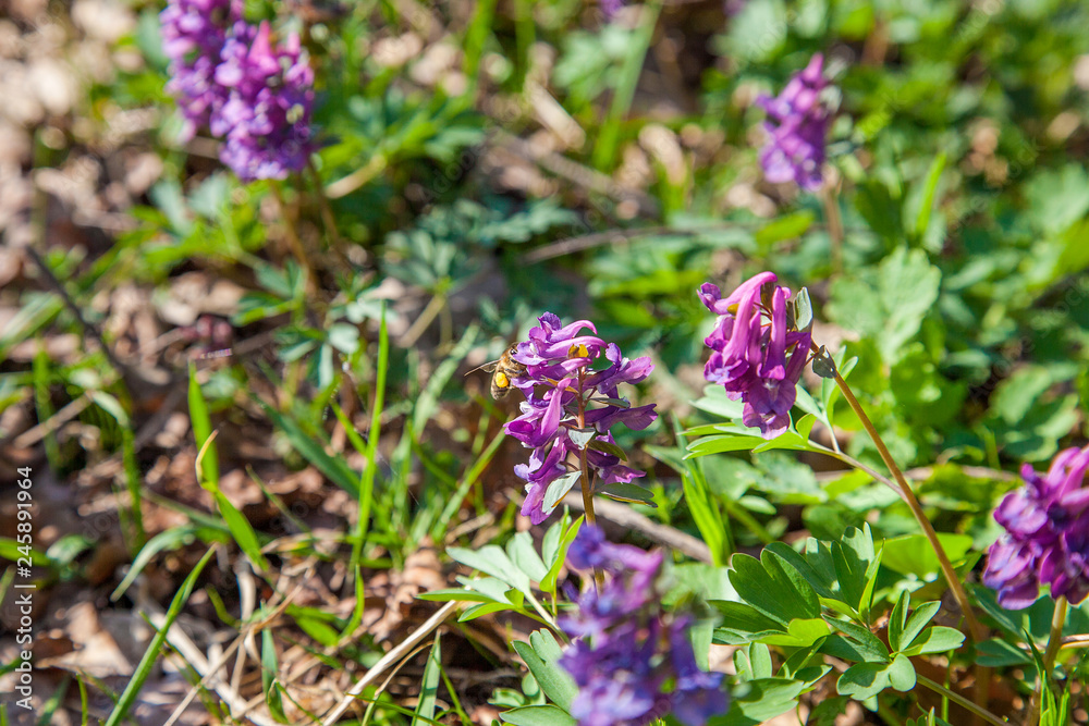Bee collecting polen and nectar on flower purple wild flowers of Corydalis. Spring forest with blooming Corydalis cava flowers.. Bee collecting polen and nectar on flower purple wild flowers of Corydalis. Spring forest with blooming Corydalis cava flowers..