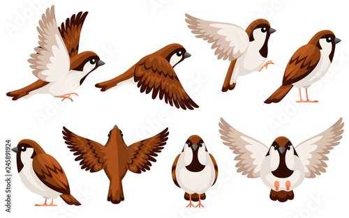 Colorful Icon set of Sparrow bird. Flat cartoon character design. Bird icon in different side of view. Cute sparrow for world sparrow day. Vector illustration isolated on white background