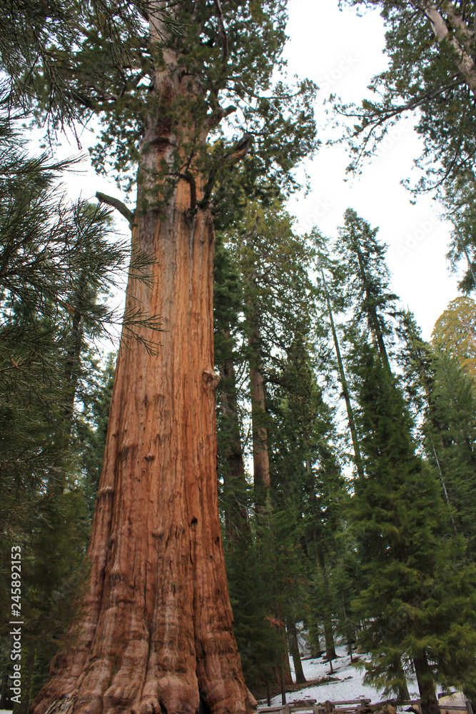 Fototapeta premium redwood tree