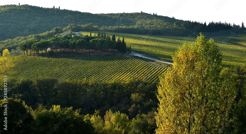 Beautiful Vineyards in Chianti region near Castellina in Chianti (Siena). Tuscany in Italy.