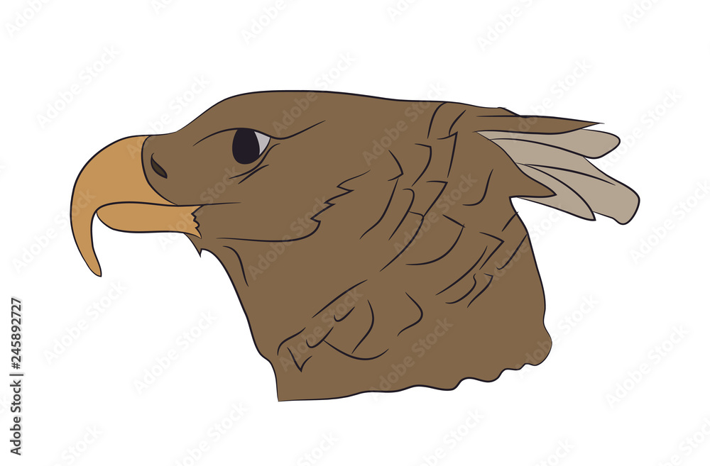 vector illustration of a portrait of an eagle, color drawing vector illustration of a portrait of an eagle, color drawing