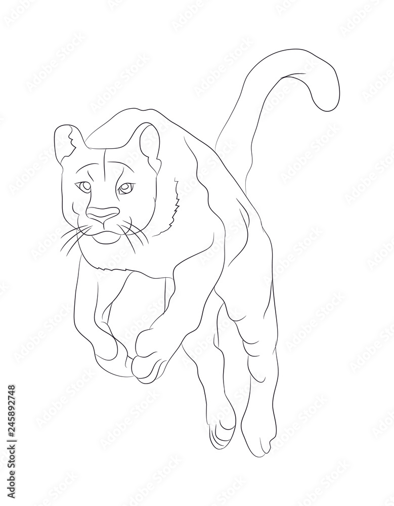 Obraz premium lioness with lines, sketch, vector