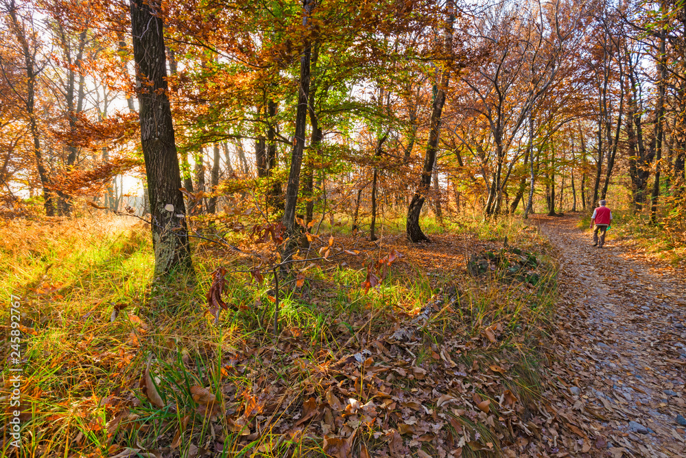 Fototapeta premium Panoramic view of the forest, with its bright colors, in an autumn afternoon.