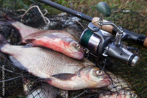 Two big freshwater common bream fish and fishing rod with reel on landing net..