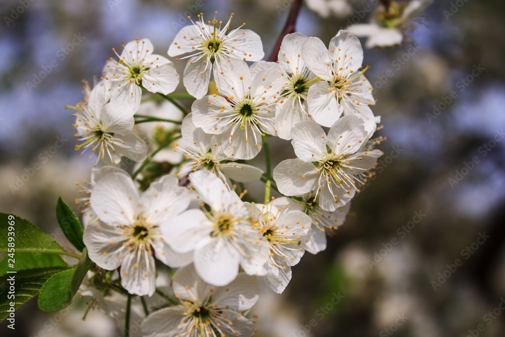 Cherry flowers A branch of a flowering cherry tree. Close-up. Copy space. Cherry flowers A branch of a flowering cherry tree. Close-up. Copy space.