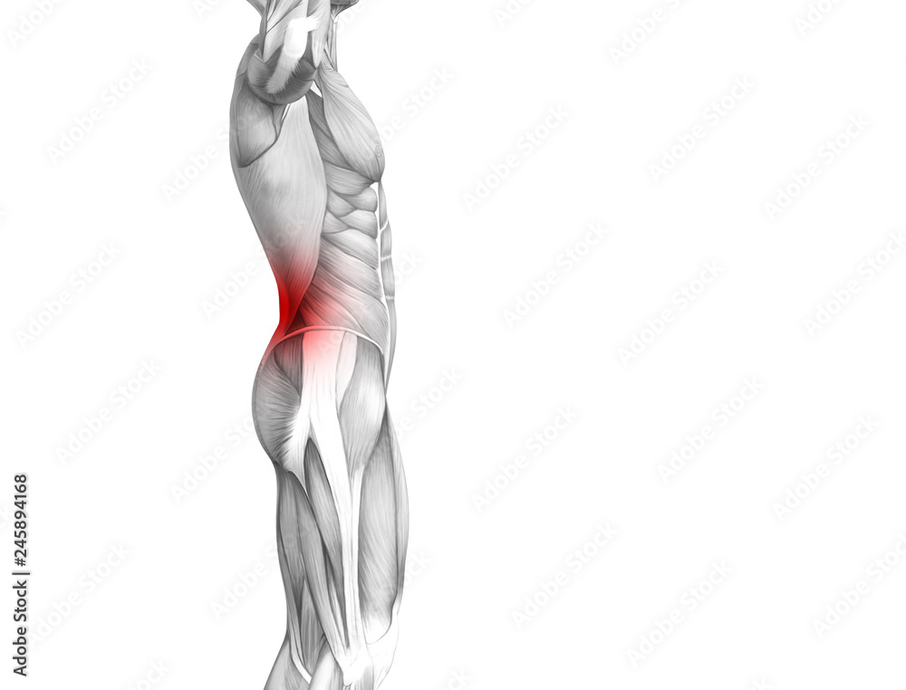 Conceptual back human anatomy with red hot spot inflammation articular joint pain or spine health care therapy or sport muscle concepts. 3D illustration man arthritis or bone sore osteoporosis disease Conceptual back human anatomy with red hot spot inflammation articular joint pain or spine health care therapy or sport muscle concepts. 3D illustration man arthritis or bone sore osteoporosis disease
