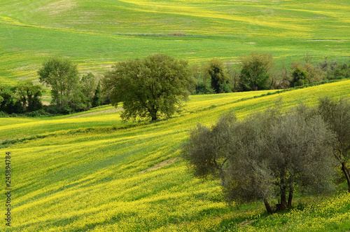 Beautiful field of yellow rape flowers with Olive Trees in the Tuscan countryside, near Pienza (Siena). Italy © Dan74