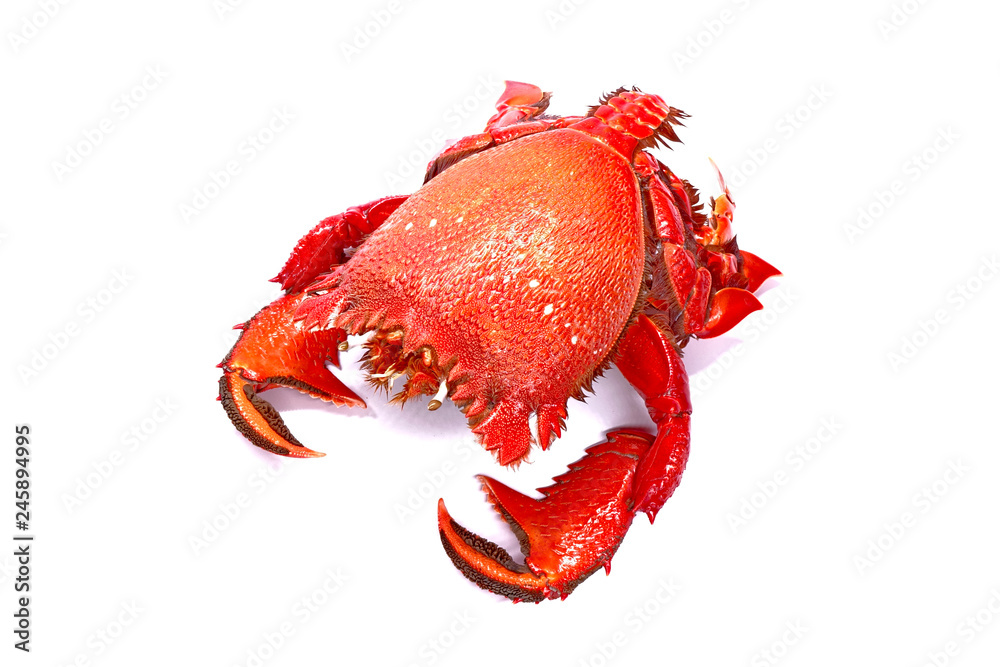 Red frog crab or Spanner crab(Ranina ranina) is a species of edible crab  found throughout tropical and subtropical habitats.It's only extant species  in its genus. Isolate on white background Stock Photo