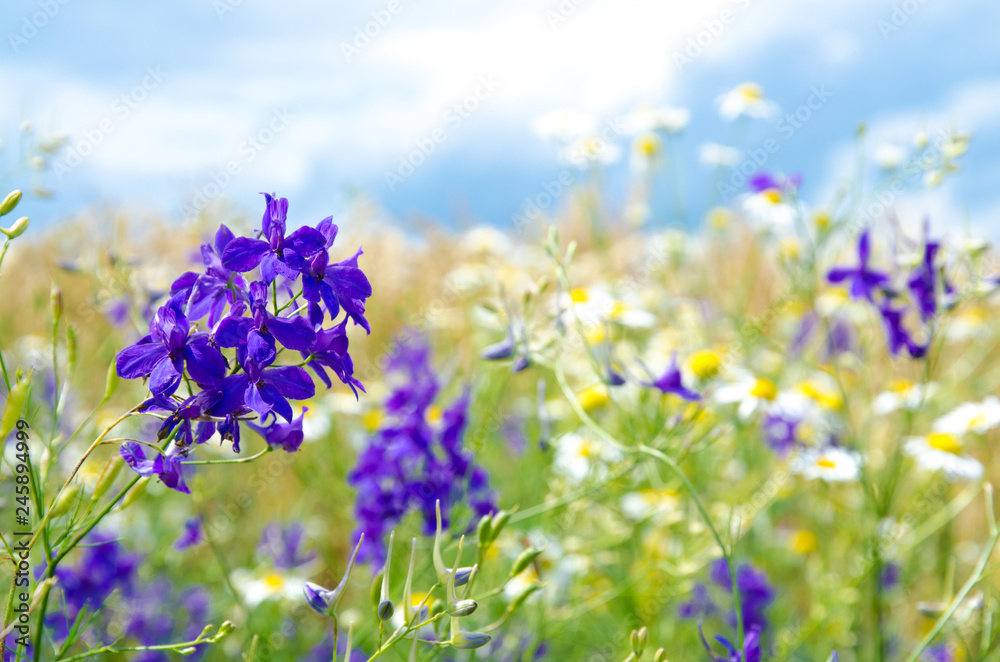 Obraz premium Wild flowers and wheat field