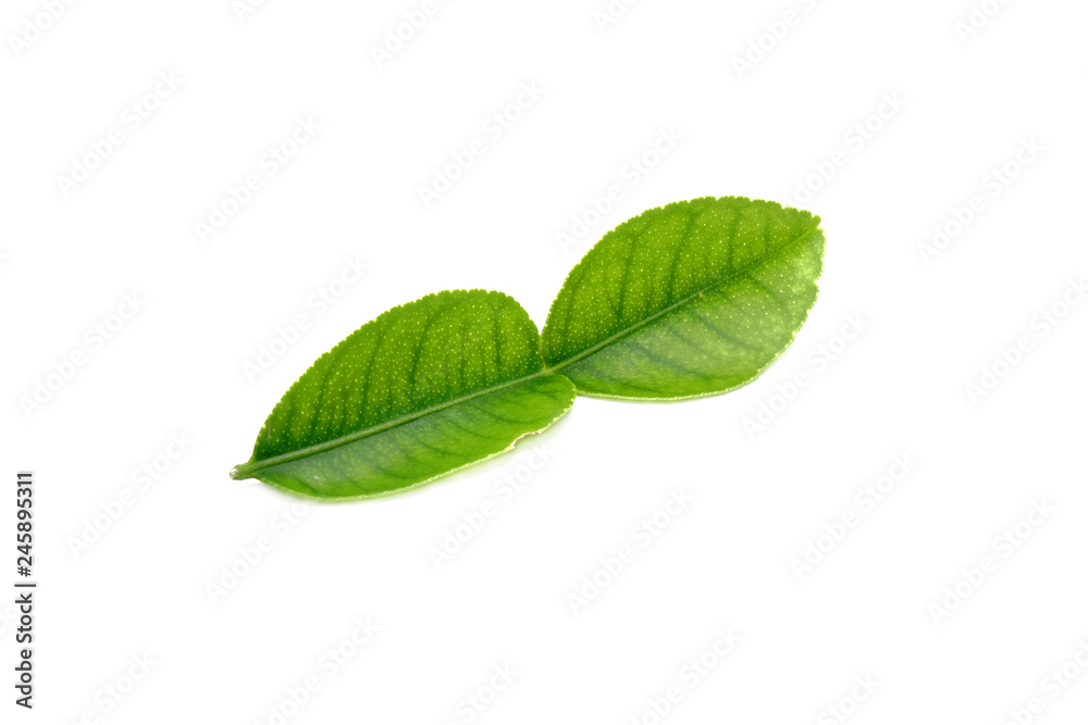 Kaffir lime leaf , the secret ingredient of Tom Yum soup (Thai food). Herbs for cosmetic and spa products. Isolated on white background Kaffir lime leaf , the secret ingredient of Tom Yum soup (Thai food). Herbs for cosmetic and spa products. Isolated on white background