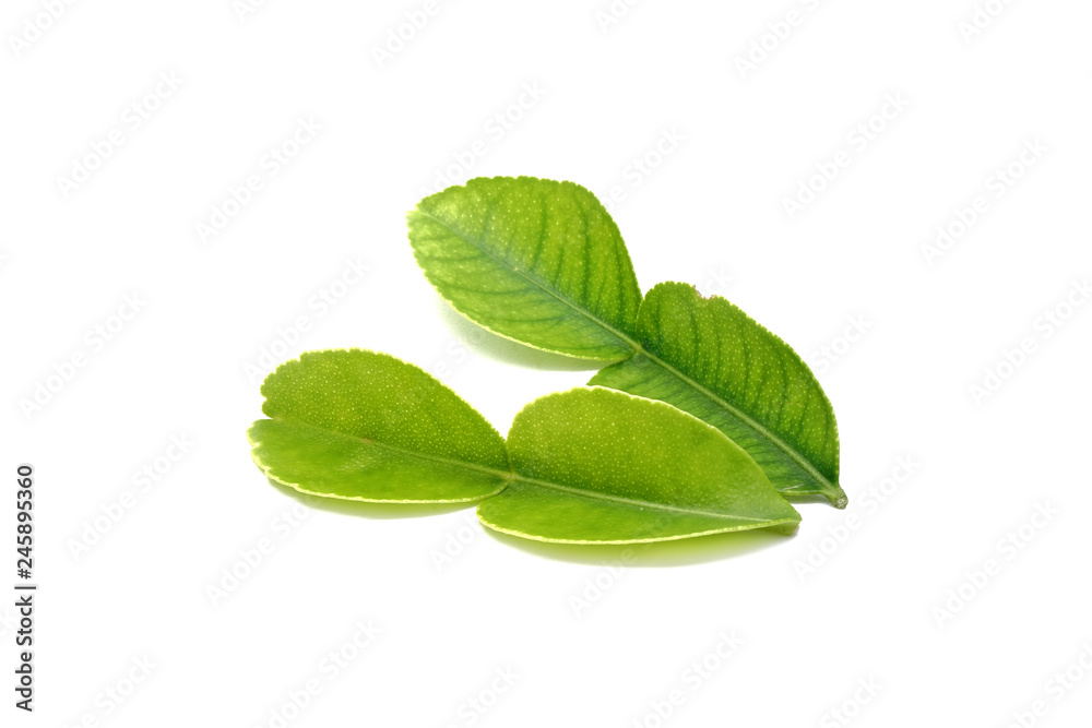 Kaffir lime leaf , the secret ingredient of Tom Yum soup (Thai food). Herbs for cosmetic and spa products. Isolated on white background Kaffir lime leaf , the secret ingredient of Tom Yum soup (Thai food). Herbs for cosmetic and spa products. Isolated on white background
