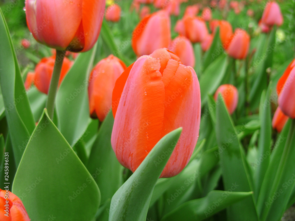 Spring flowers banner of red tulip flower. Flower tulips background. Beautiful view of red tulips and sunlight. tulips, field of tulips Spring flowers banner of red tulip flower. Flower tulips background. Beautiful view of red tulips and sunlight. tulips, field of tulips