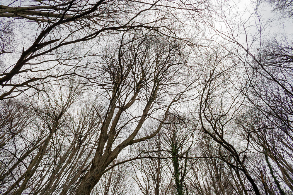 View of a forest in the bare winter clothes View of a forest in the bare winter clothes