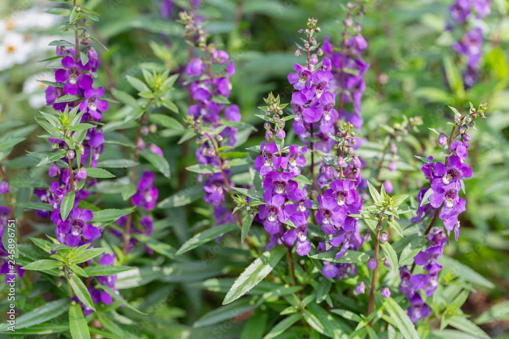Purple flower and green leaf in garden at sunny summer or spring day for postcard beauty decoration and agriculture design. Lavender flower. Purple flower and green leaf in garden at sunny summer or spring day for postcard beauty decoration and agriculture design. Lavender flower.