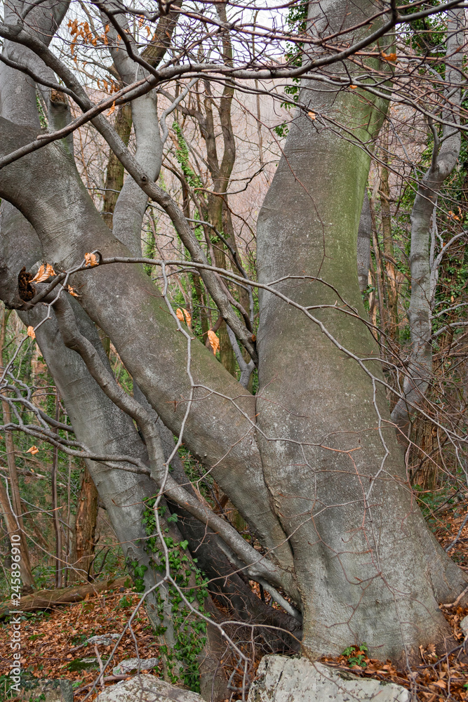 Panoramic view of a forest in its spring appearance. Panoramic view of a forest in its spring appearance.