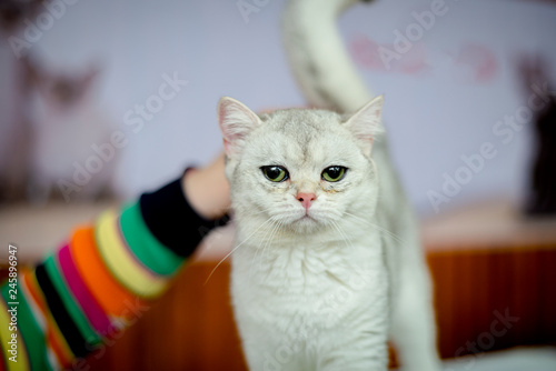 Foto Kitten breed Burmilla Shorthair