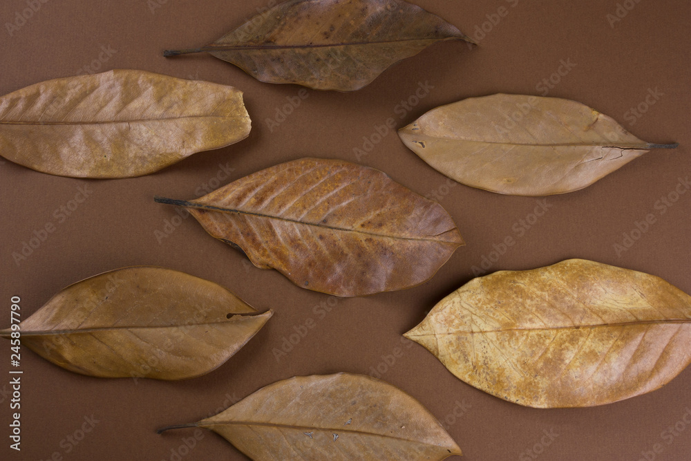 dried brown leaves on a brown background
