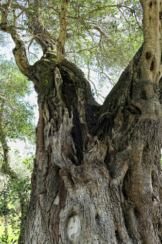 old Olive tree growing in Corfu Isle Greece