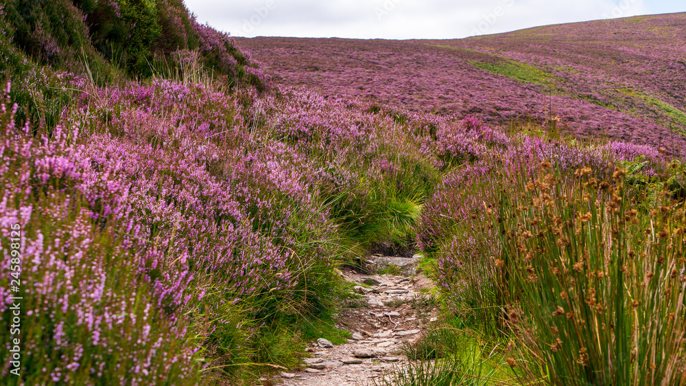 Obraz premium Hiking path through a sea of purple wild heather that brightens an overcast Irish summer day. Beautiful wildflowers blooming in Wicklow Mountains at the base of Maulin Peak, Ireland. 