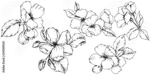 Vector Apple blossom floral botanical flower. Black and white engraved ink art. Isolated flowers illustration element.
