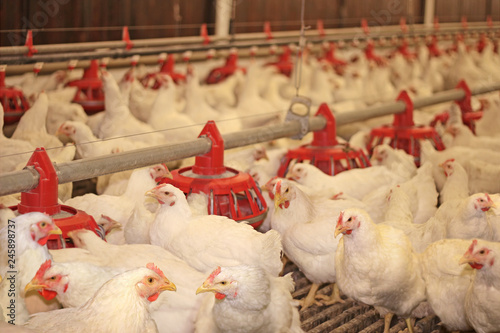Chicken farm, eggs and poultry production