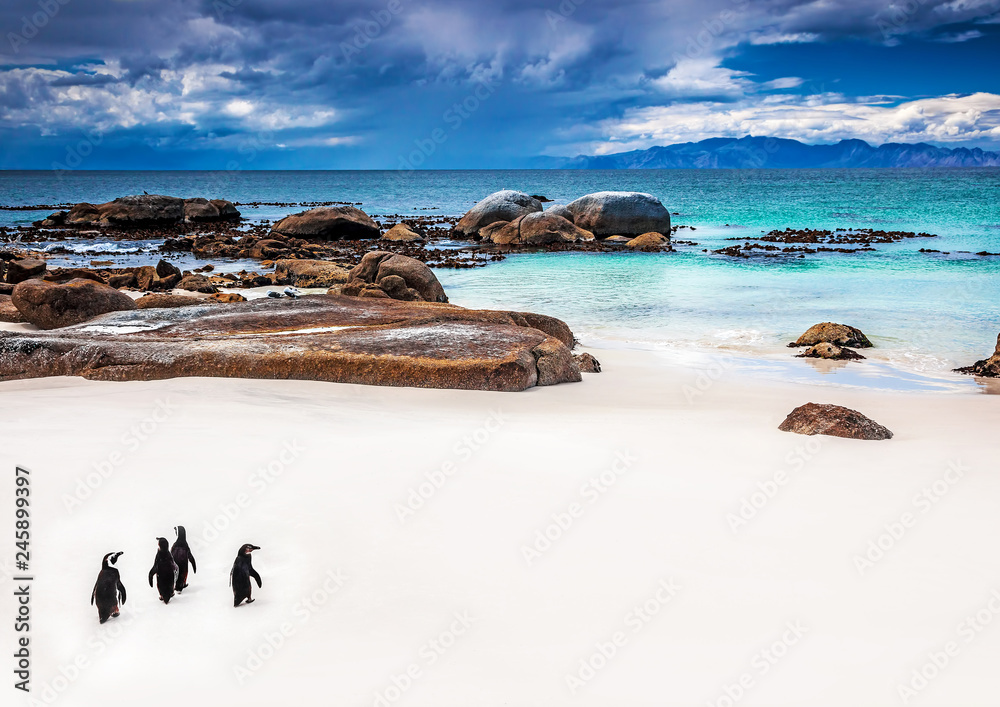 Fototapeta premium Dzikie pingwiny z Afryki Południowej