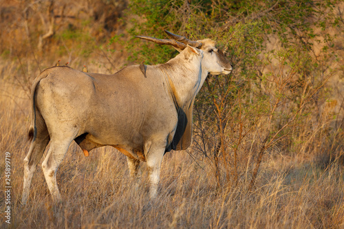 Eland {Taurotragus oryx} and red-billed oxpecker (Buphagus erythrorhynchus). North West Province. South Africa