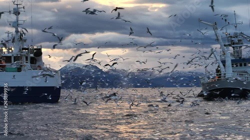 orcas and humpback whales hunting for herrings in the fjords of Norway in winter