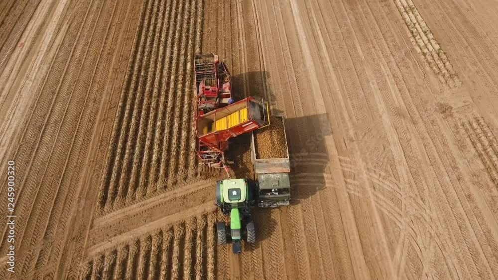 Farm machinery harvesting potatoes. Farm machinery and trucks. Farmer field with a potato crop. 4K, aerial footage. Farm machinery harvesting potatoes. Farm machinery and trucks. Farmer field with a potato crop. 4K, aerial footage.