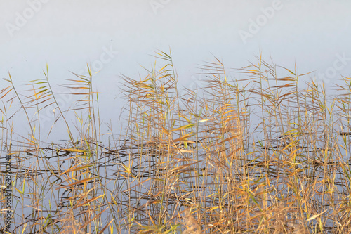 Thickets of autumn reeds on a background of gray water. Landscape