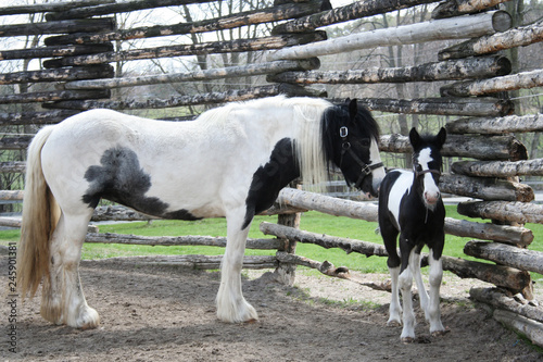 Black and white foal alongside momma horse