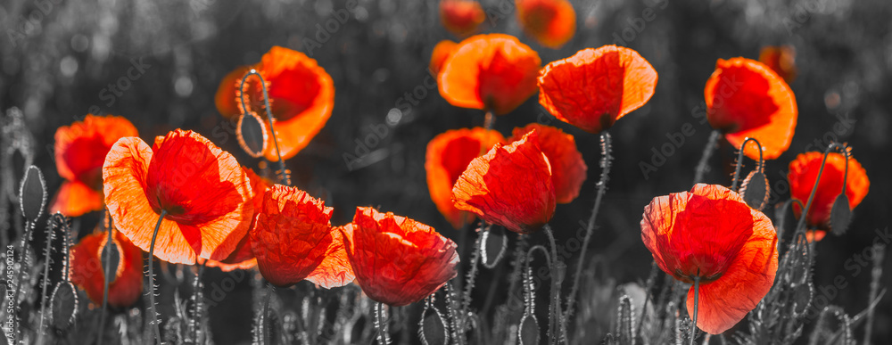 natural composition of red poppies, selective color, only reds and blacks - obrazy, fototapety, plakaty 