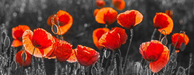 Papier peint photo Coquelicots Composition florale rouge et noir  © Mike Mareen
