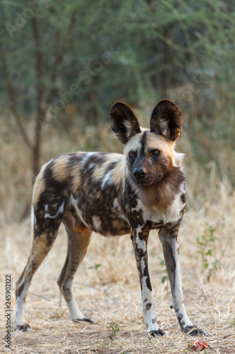 African wild dog  Lycaon pictus   aka  painted wolf  African hunting dog  Cape Hunting Dog or African painted dog.. Botswana