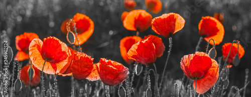 Fotografie, Obraz natural composition of red poppies, selective color, only reds and blacks