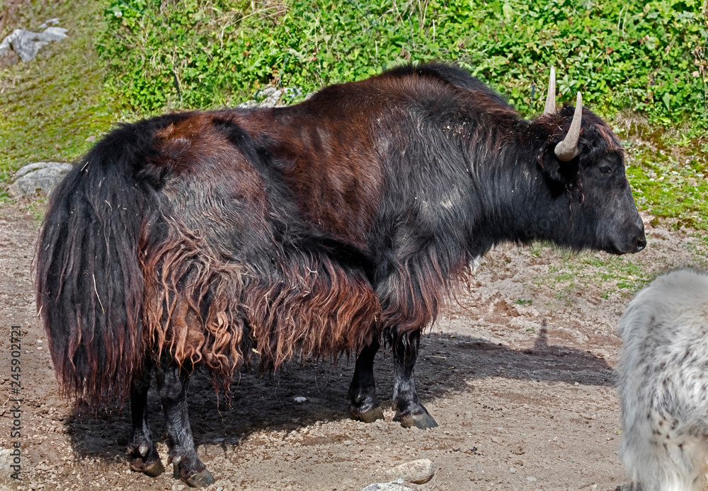 Fototapeta premium Domestic yak in its enclosure. Latin name - Bos grunniens and Bos mutus