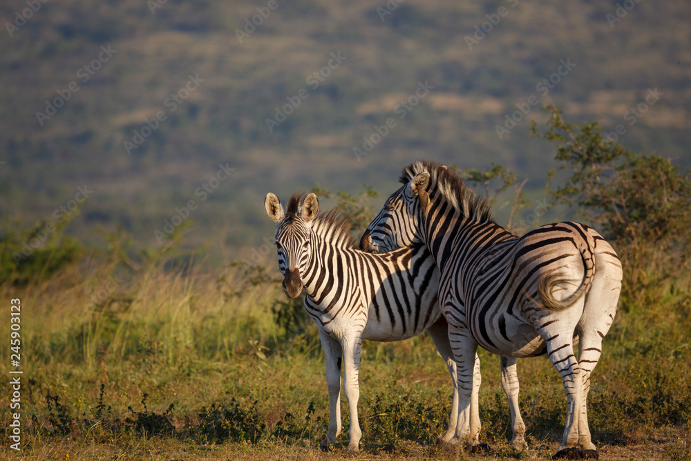 Obraz premium Plains zebra (Equus quagga, prev. Equus burchellii), aka common zebra, Burchell's zebra or quagga. KwaZulu Natal. South Africa