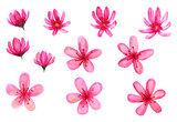 Watercolor set of pink blooming buds, cherry flowers, delicate cosmea. Illustration isolated on white background. Hand-drawn floral decorative elements.