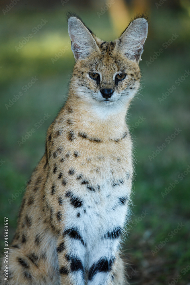 Serval (Leptailurus serval). KwaZulu Natal. South Africa Serval (Leptailurus serval). KwaZulu Natal. South Africa