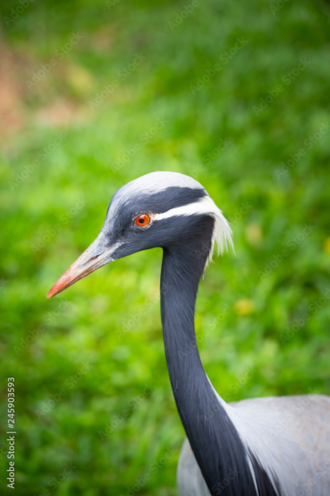 Naklejka premium East african crowned crane. Birds of Uganda - The Grey Crowned Crane