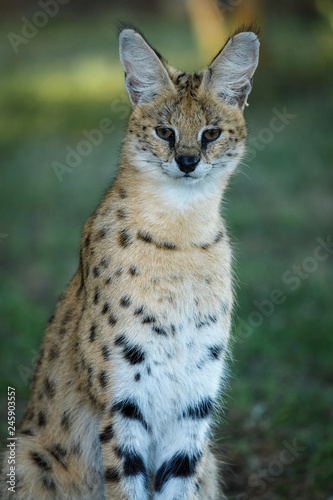 Serval (Leptailurus serval). KwaZulu Natal. South Africa