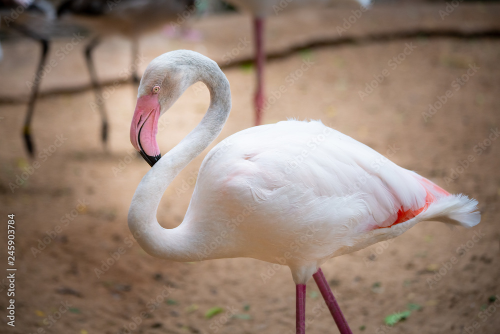 Fototapeta premium Pink Flamingo