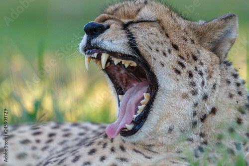 Cheetah (Acinonyx jubatus) yawning. KwaZulu Natal. South Africa