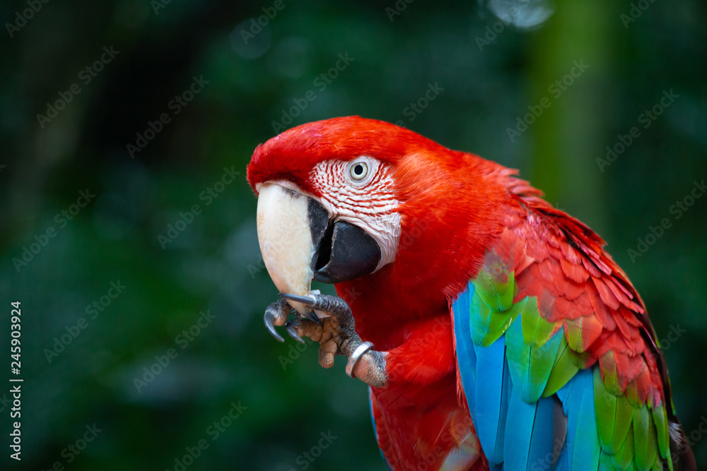 Red parrot Scarlet Macaw, Ara macao, bird sitting on the branch.