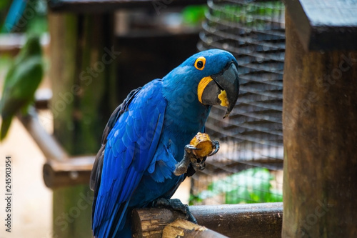 Hyacinth Macaw. The blue and yellow macaw. Ara ararauna.