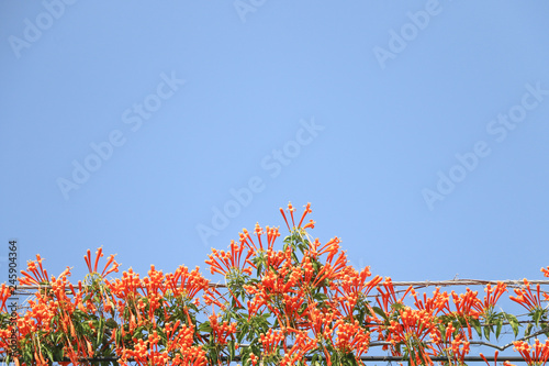 Orange trumpet at garden photo