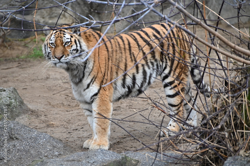 Fototapeta premium tiger behind a bush