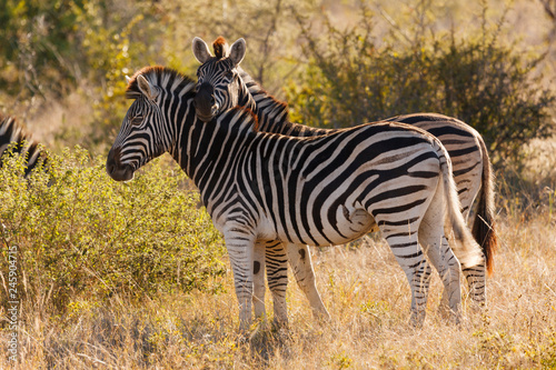 Plains zebra  Equus quagga  prev. Equus burchellii   aka common zebra  Burchell s zebra or quagga. KwaZulu Natal. South Africa