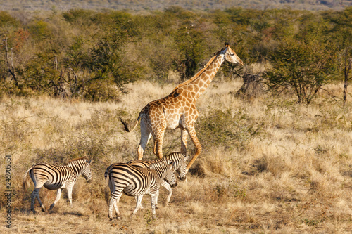 South African giraffe (Giraffa camelopardalis giraffa) and Plains zebra (Equus quagga, prev. Equus burchellii), aka common zebra, Burchell's zebra or quagga. North West Province. South Africa
