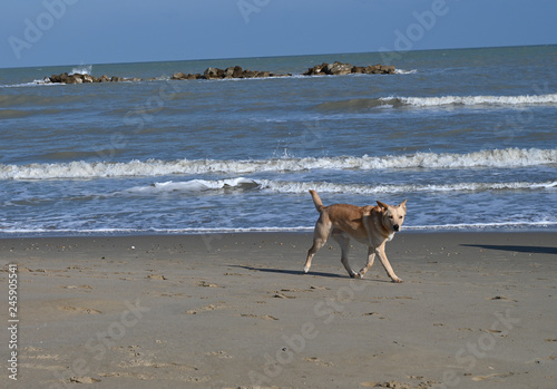 dog on the beach